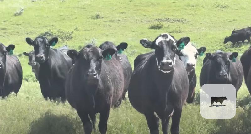 Cattle Range Listing Photo
