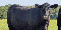 4 Reg. Angus Bred Heifers...