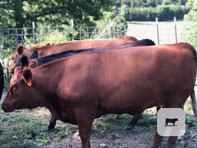 Cattle Range Listing Photo