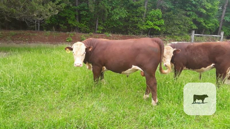 Cattle Range Listing Photo