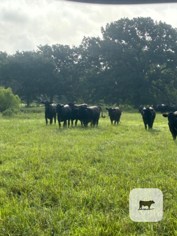 Cattle Range Listing Photo