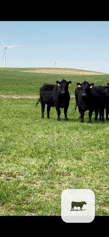 Cattle Range Listing Photo