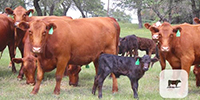 17 Red Angus 1st-Calf Pairs... Central TX