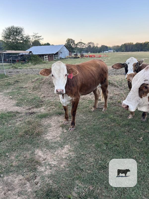 Cattle Range Listing Photo