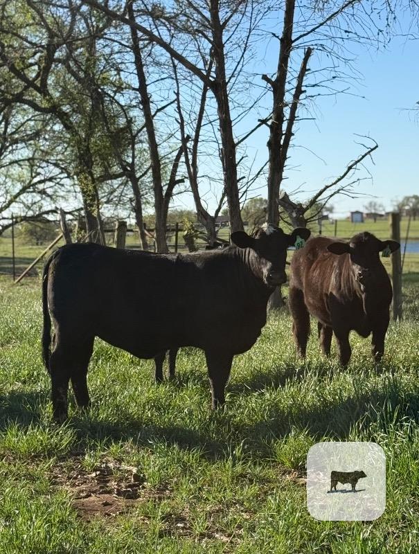 Cattle Range Listing Photo