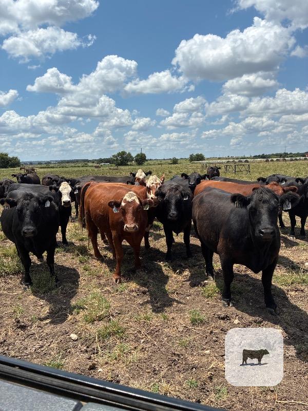 Cattle Range Listing Photo