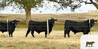 4 Reg. Angus Bulls... East TX
