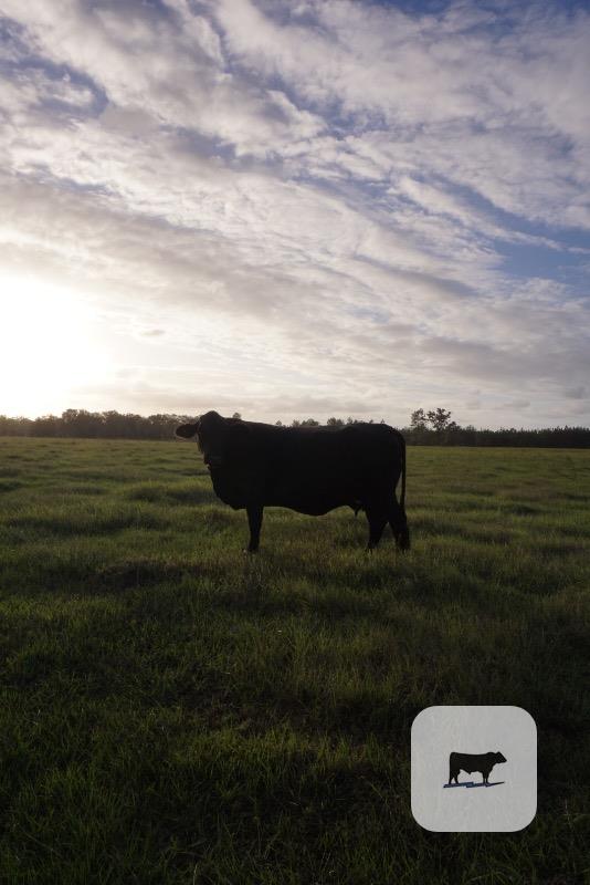 Cattle Range Listing Photo 4