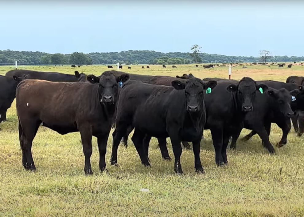 Cattle Range Listing Photo