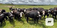 47 Angus Cross 'BWF' Rep. Heifers... Central OK