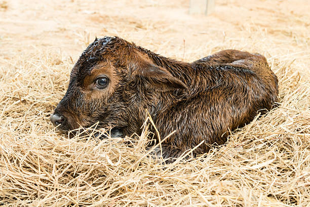 Hypothermia in Calves