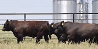 32 Angus Bulls... Southwest MO