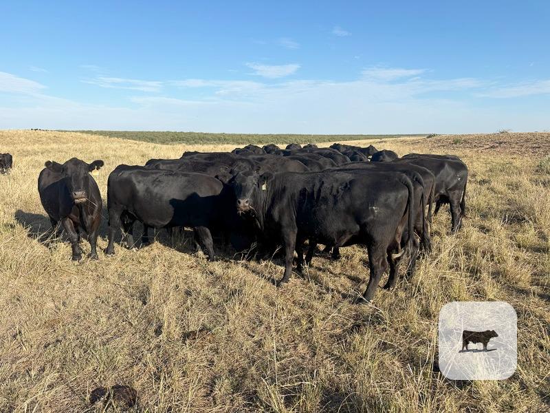 Cattle Range Listing Photo