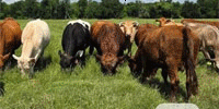 86 Beefmaster, Charolais Cross, Santa Gertrudis, Red Brangus & Crossbred Cows w/ 2+ Calves... Central TX