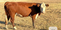 2 Hereford Cows... Central TX