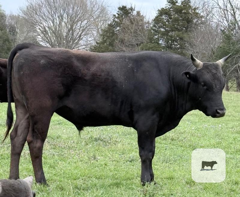 Cattle Range Listing Photo