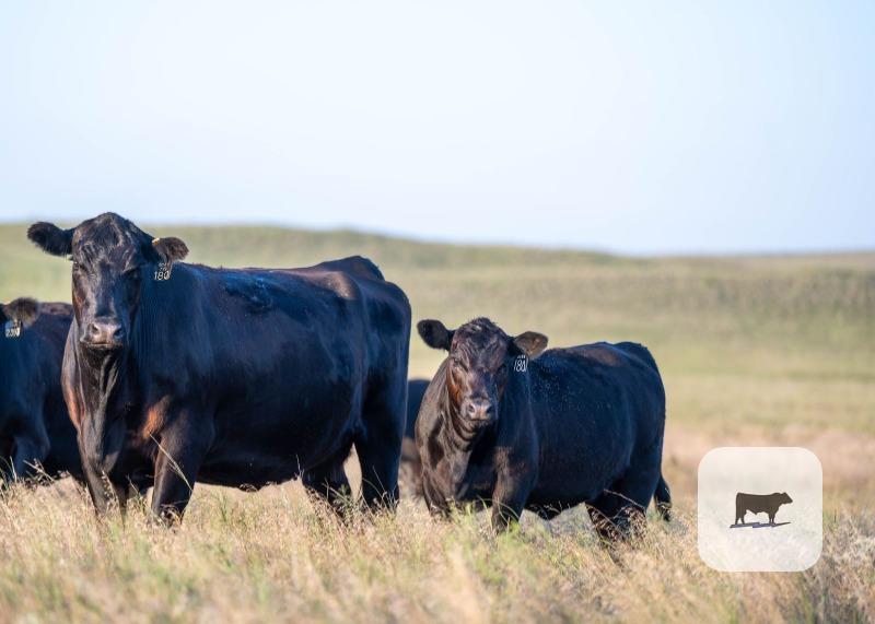 Cattle Range Listing Photo