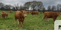 38 Reg. Akaushi Cows w/ 36 Calves... Southwest AR