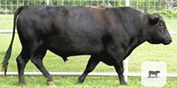 40 Reg. Wagyu Bulls... Southeast TX