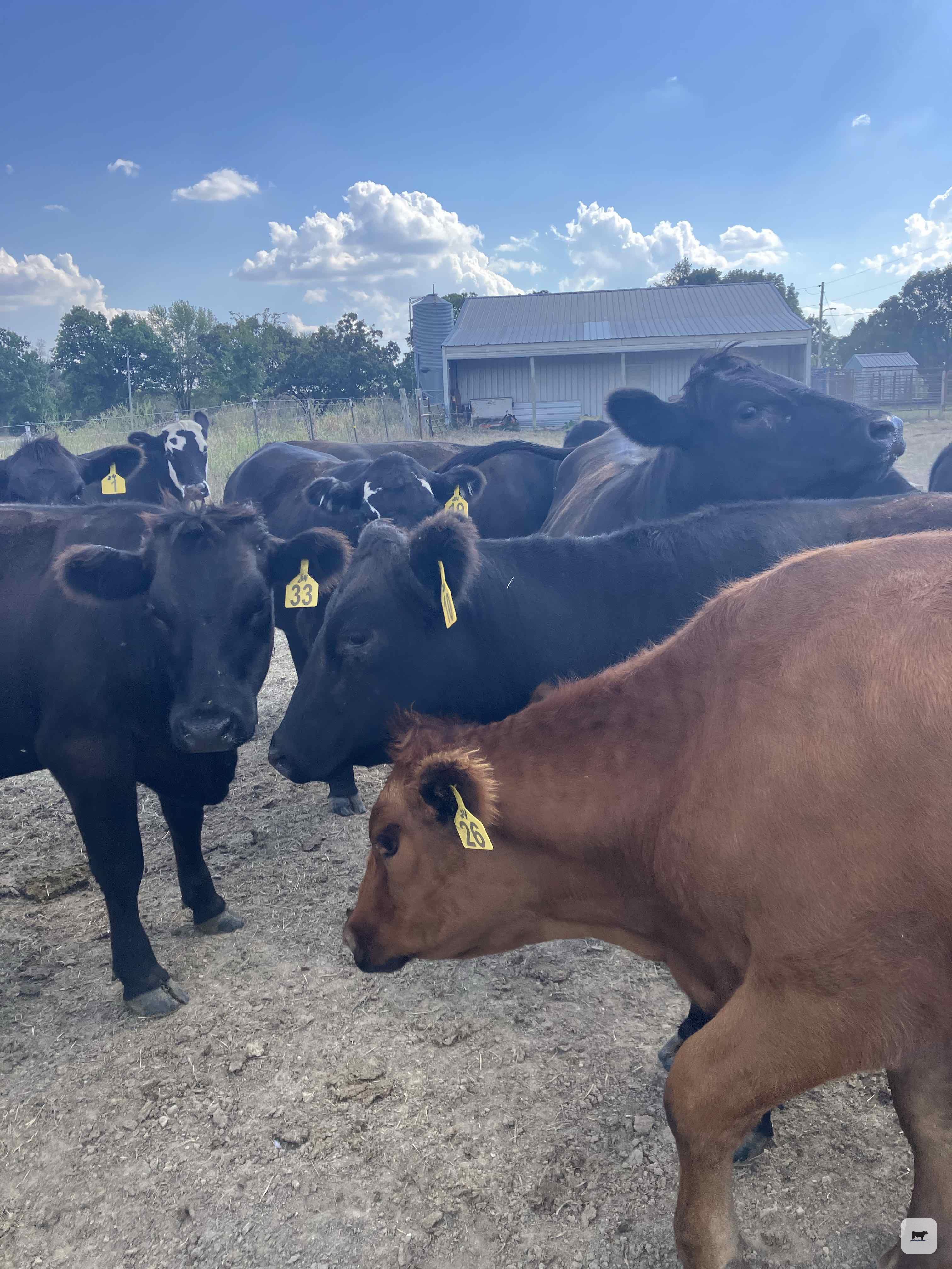 Cattle Range Listing Photo
