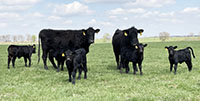 35 Angus & BWF Pairs... Southwest MO