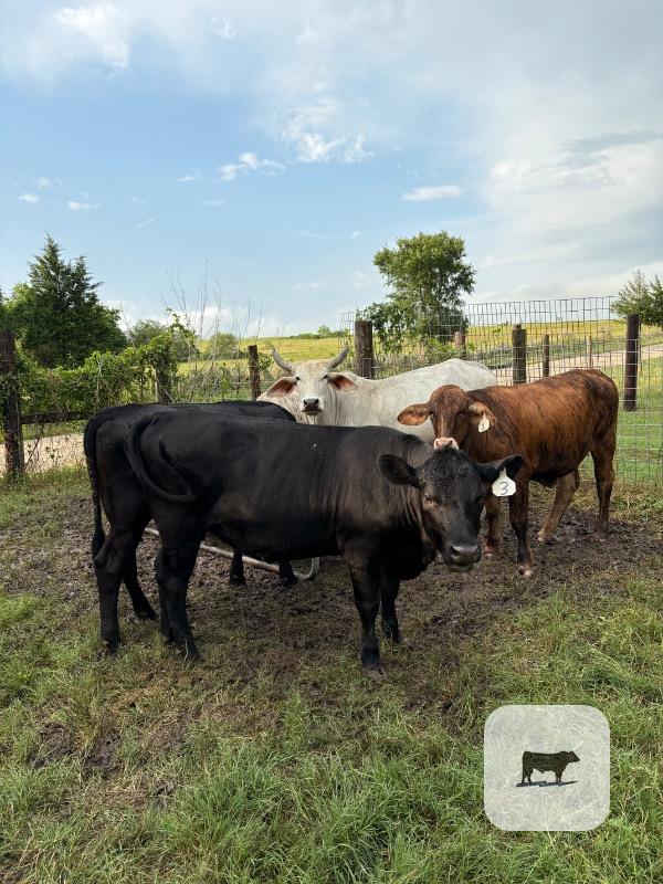 Cattle Range Listing Photo