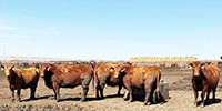 145	Red Angus & RWF Cows... S. Central ND