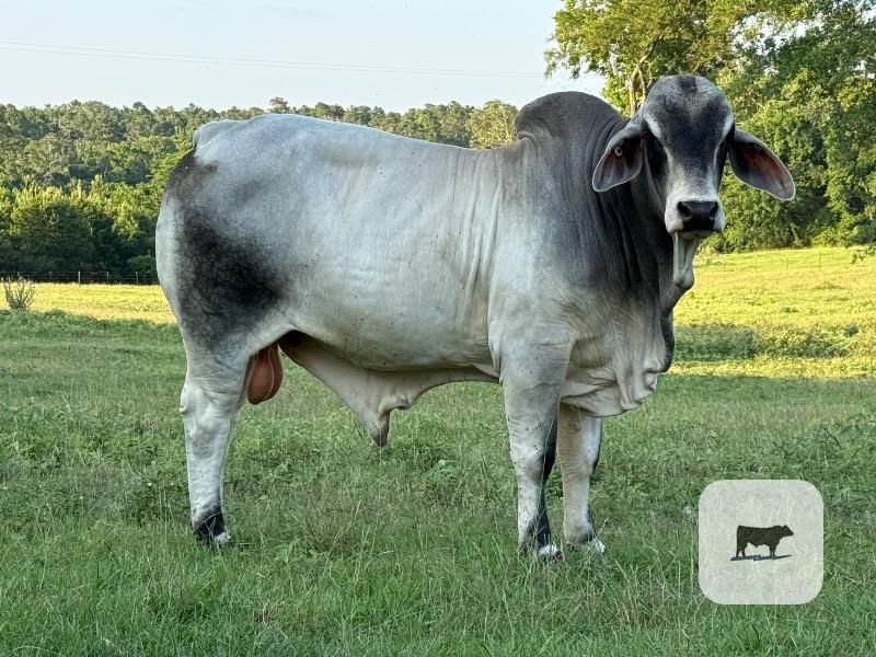 Cattle Range Listing Photo