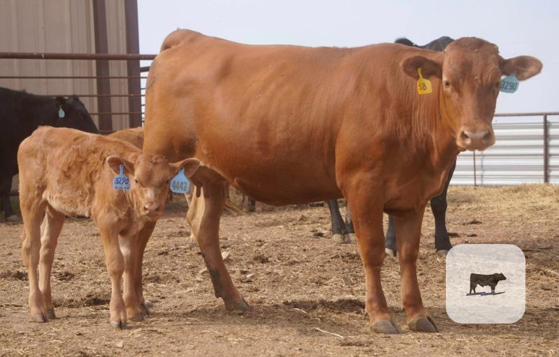 Cattle Range Listing Photo