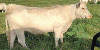 12 Reg. Charolais 2nd-Calf Cows... North TX