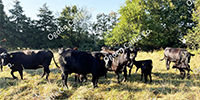 35 Angus & BWF Pairs... SW Missouri