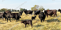 35 Angus & BWF Pairs... Southwest MO