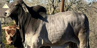 1 Reg. Brahman Bull... Central TX