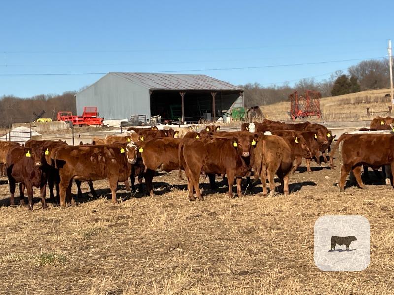Cattle Range Listing Photo