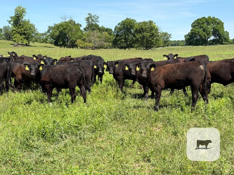 Cattle Range Listing Photo