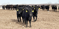 75 Angus & Black Baldy Rep. Heifers... Southwest MO