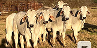 8 Reg. Brahman Rep. Heifers... East TX