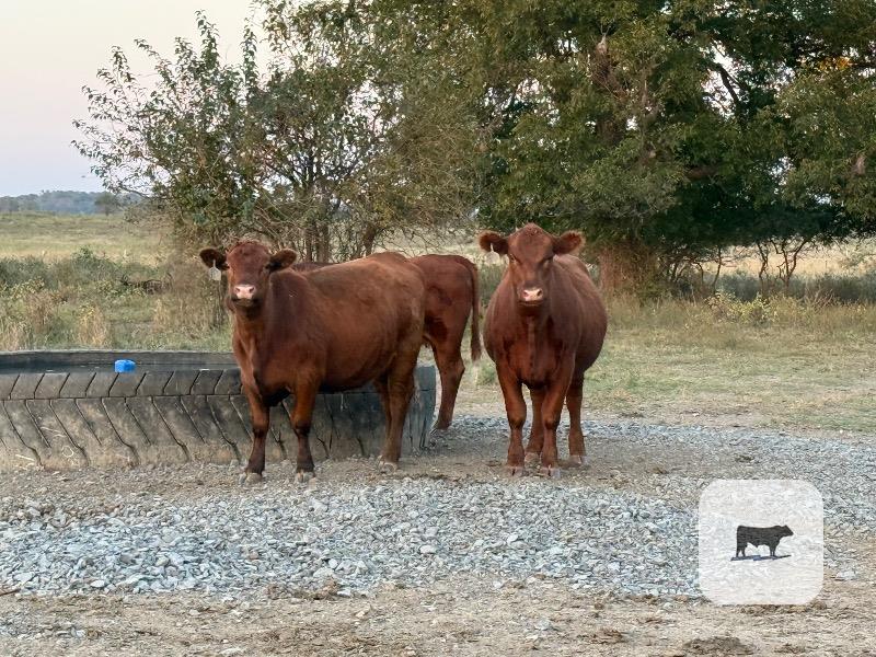 Cattle Range Listing Photo