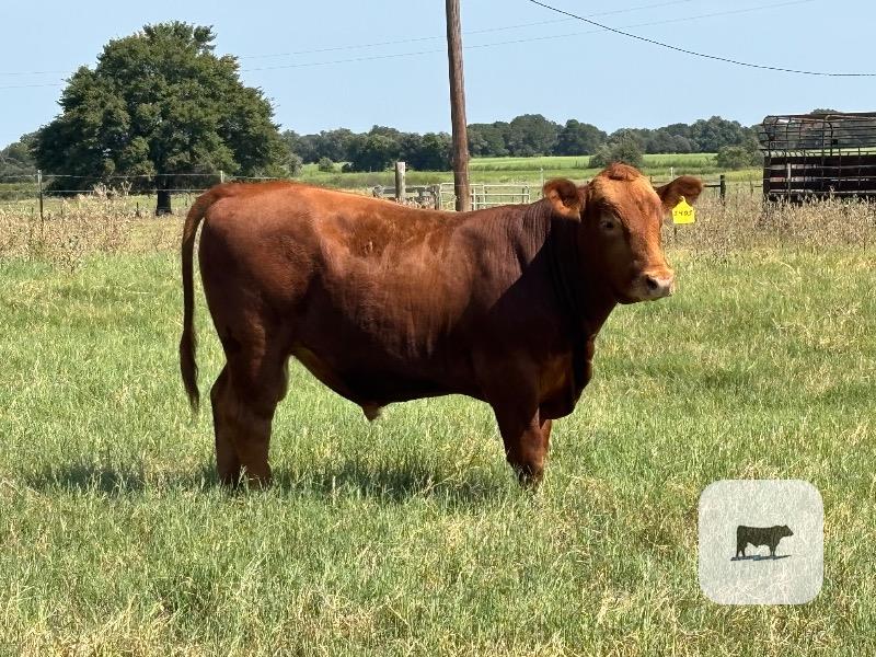 Cattle Range Listing Photo