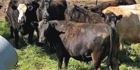 180 Angus, 'BWF' & Crossbred Cattle... Central TX