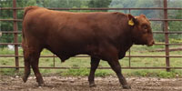 8 Red Angus Bulls... Southwest MO