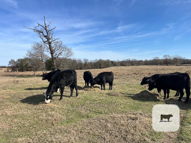 Cattle Range Listing Photo