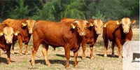 4 Reg. Akaushi/Wagyu Bulls... Northeast TX