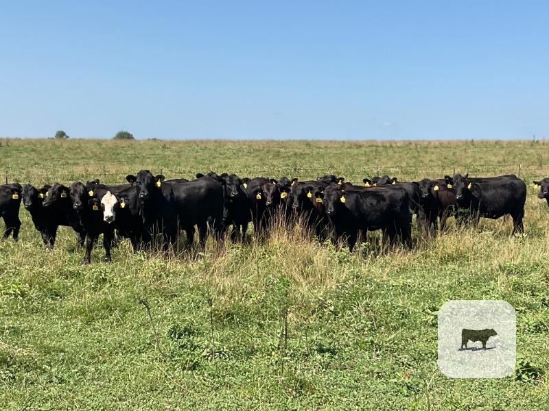 Cattle Range Listing Photo