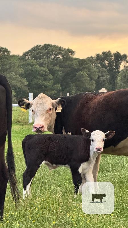 Cattle Range Listing Photo