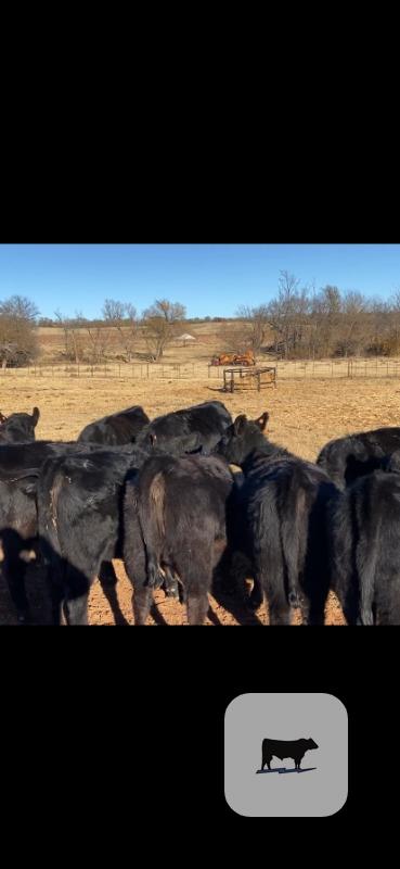 Cattle Range Listing Photo