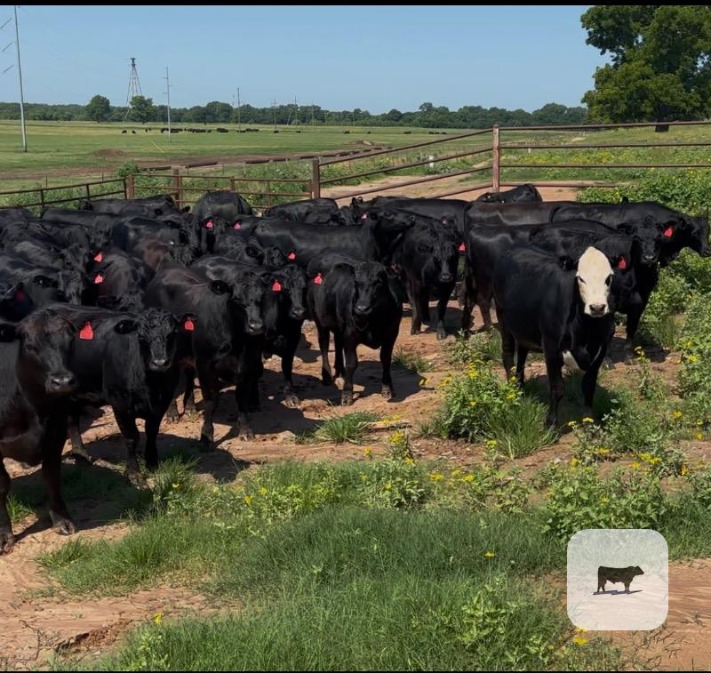 Cattle Range Listing Photo