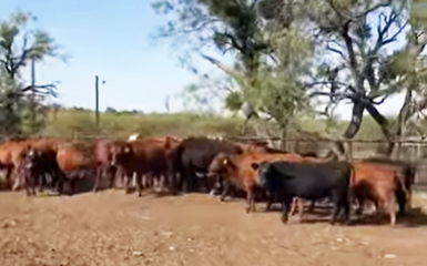 Cattle Range Listing Photo