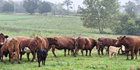 60 Red Angus & RWF Cows... Central MO