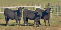 28 Angus Cross Bred Heifers... Northwest GA
